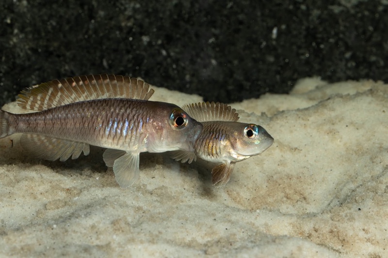 Lamprologus laparogramma 'Namansi'
